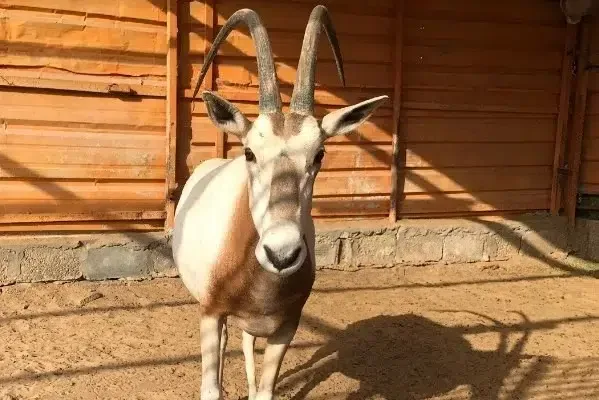 أفضل حدائق في الدمام يجب عليك زيارتها - صورة 2