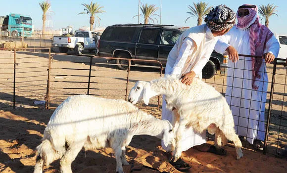ما هي أماكن بيع الأضاحي في جدة 2024؟