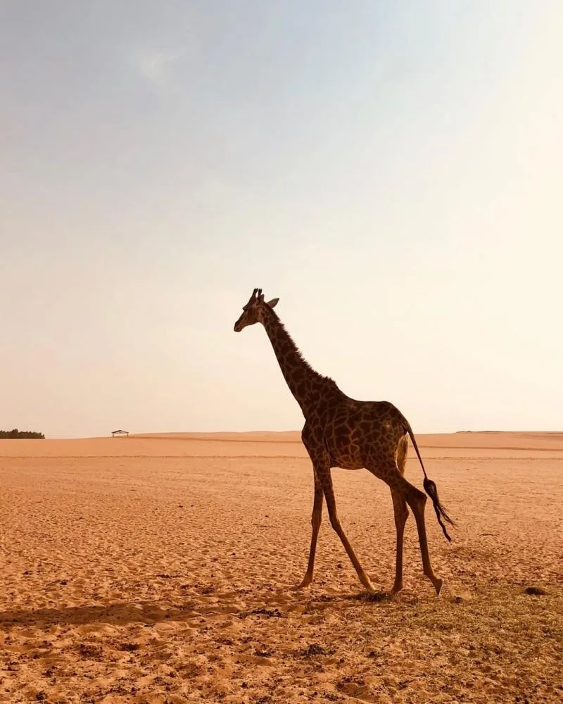 وجهات هادئة في السعودية - صورة 4