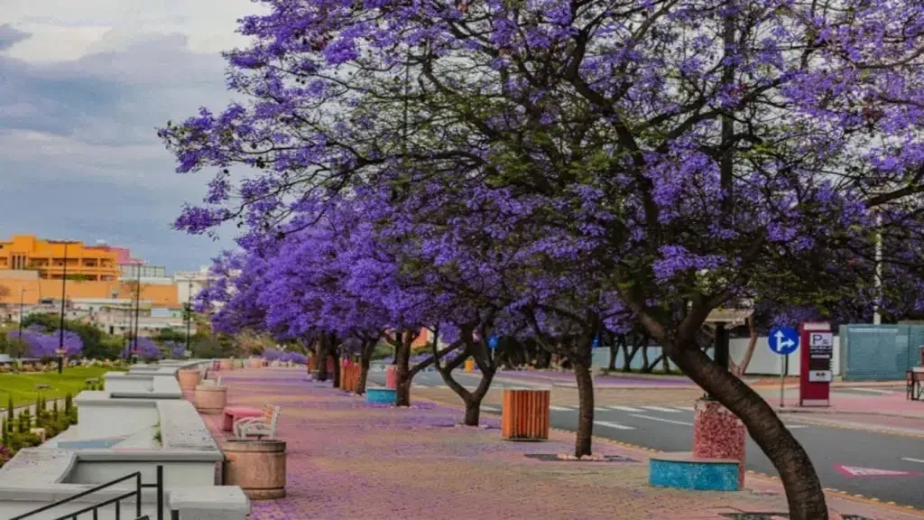 أبها