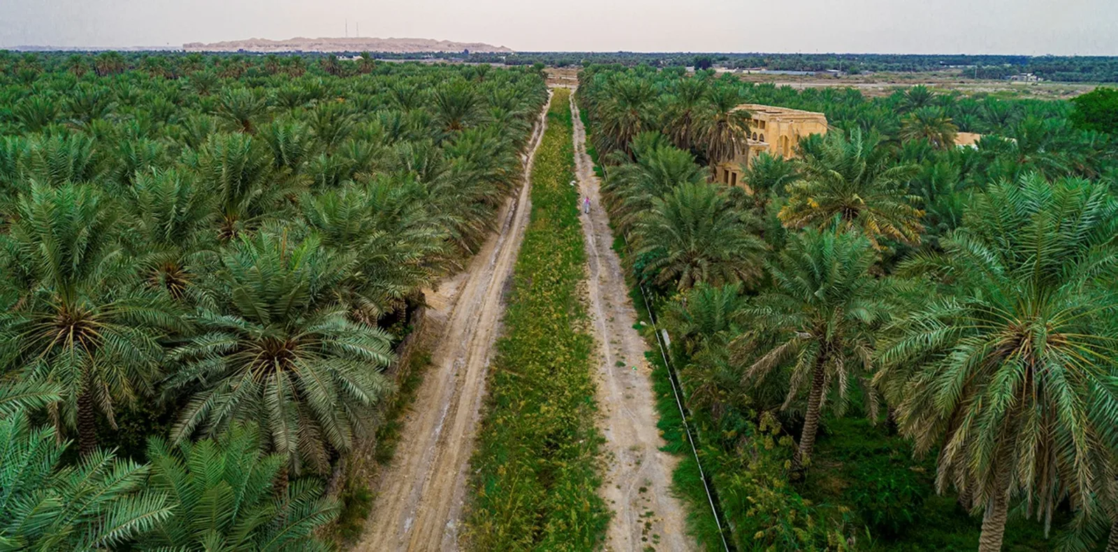 انواع الاشجار في السعودية