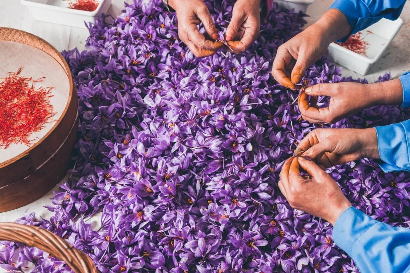 أفضل متجر لشراء زعفران أصلي في السعودية
