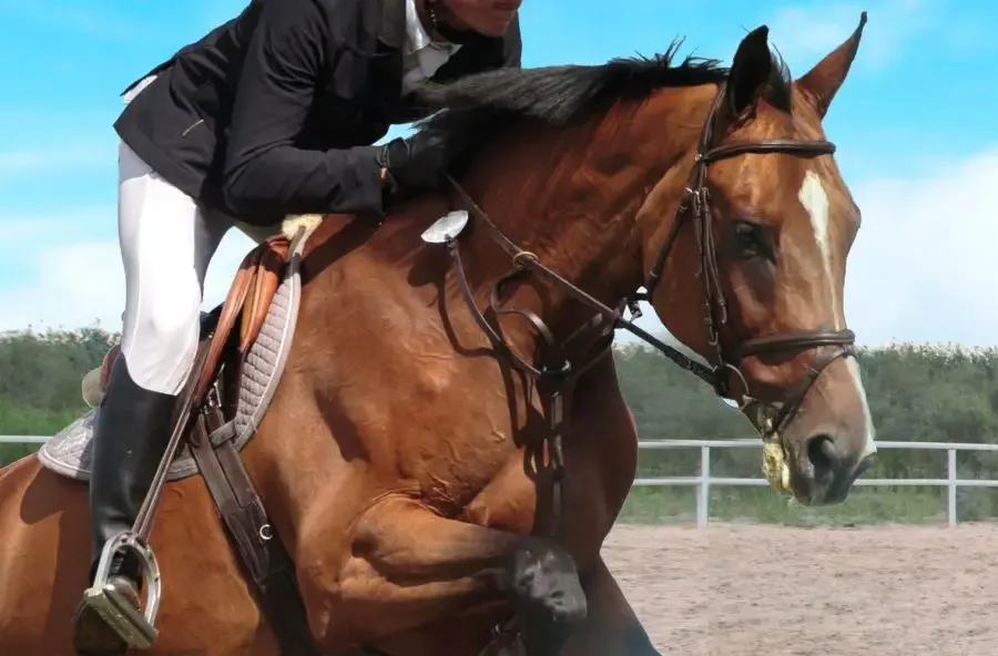 أفضل أماكن ركوب الخيل في الرياض - صورة 3
