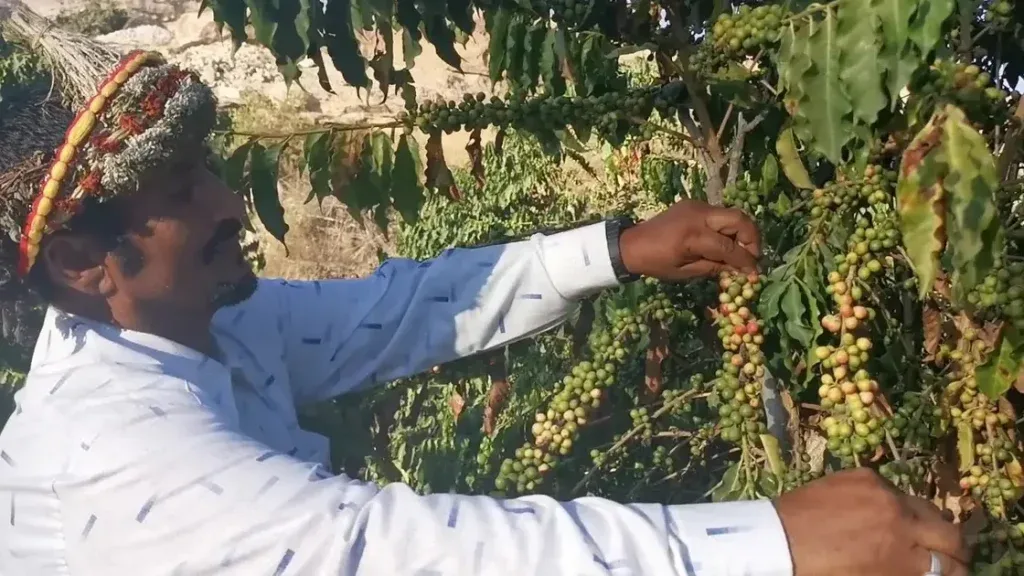 السعوديون يتصدرون العرب باستهلاك القهوة