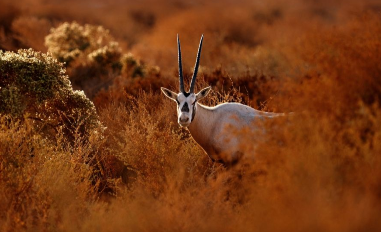 محميات الطبيعية