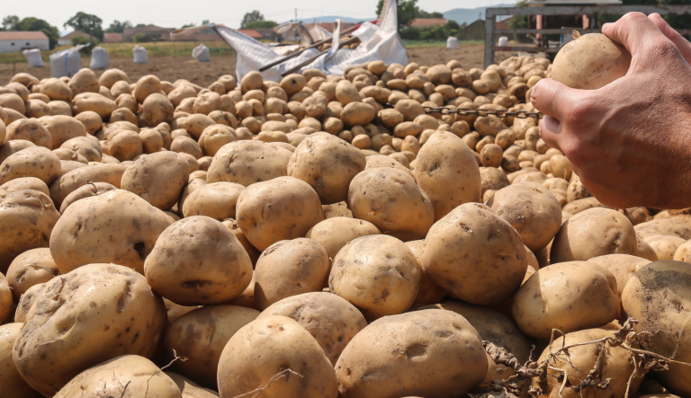 تصدير البطاطا السعودية